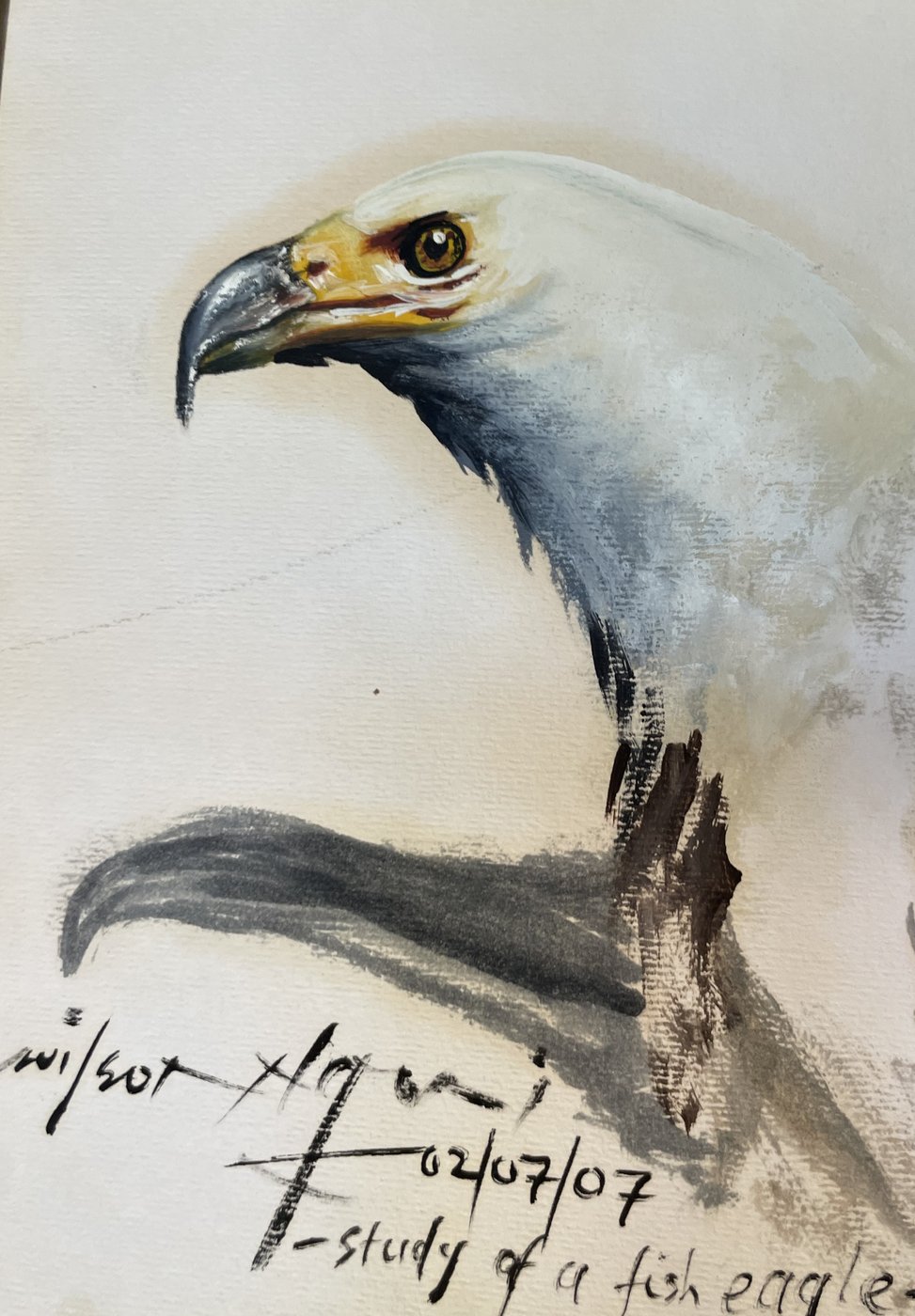 Study of a Fish Eagle — Watercolor on Paper