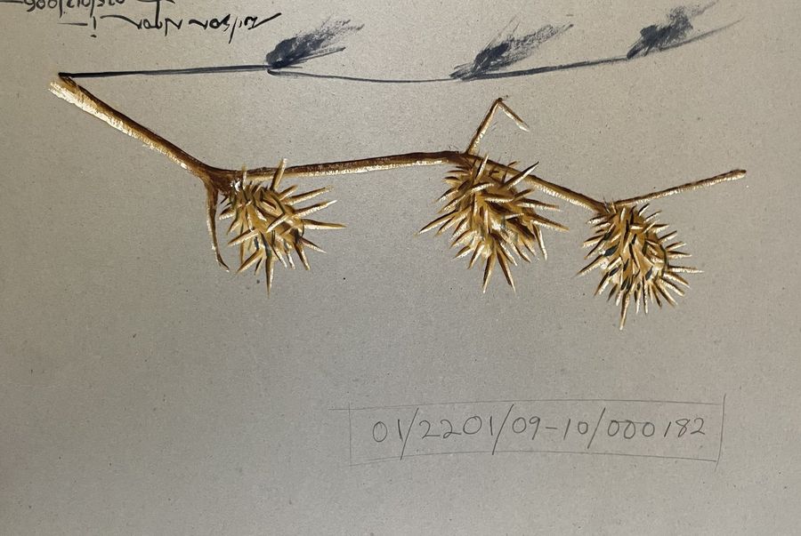 Botanical Study - Thorns - Oil on Paper